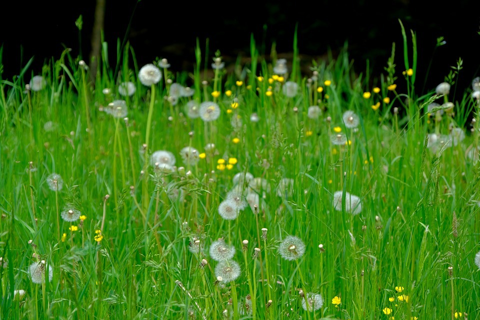 What is the best time to plant grass seed?