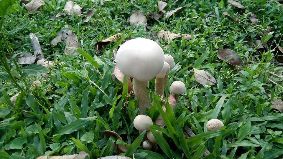 White mushrooms are good for you because they contain a lot of vitamins and minerals