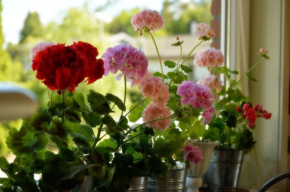 Window sill plant are popular for their ability to bring a small amount of greenery into a space