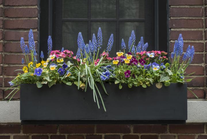 You can choose from a variety of window box plants