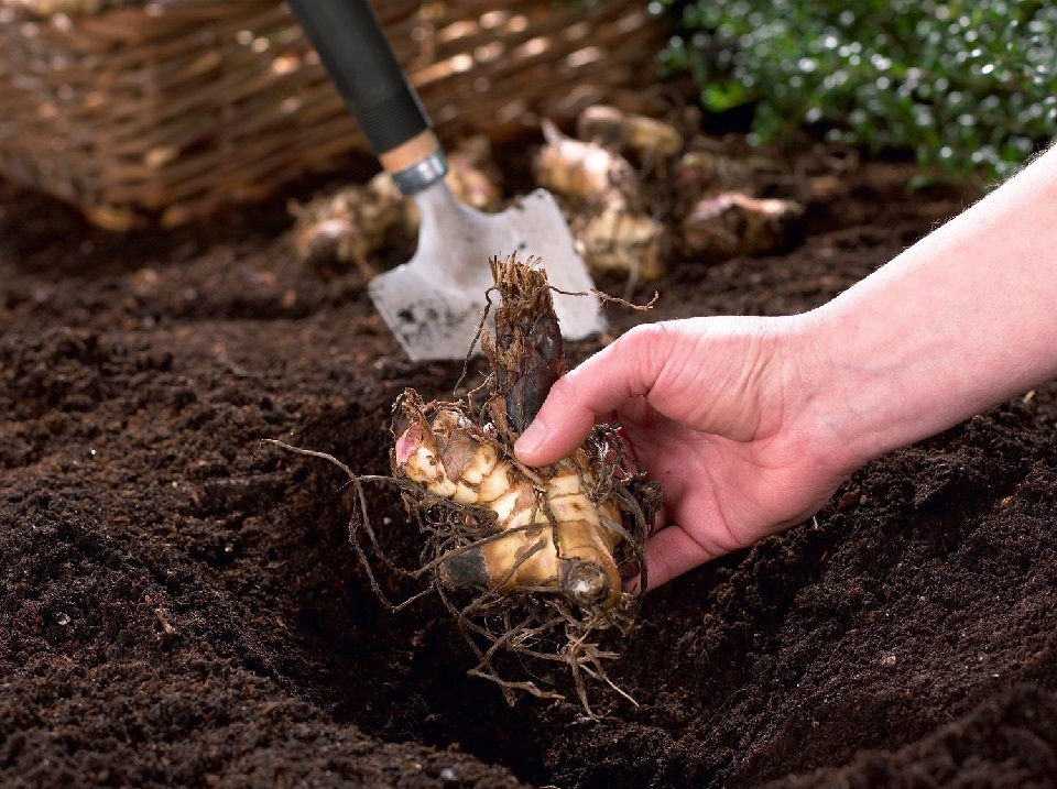 You need a very warm environment when planting canna bulbs