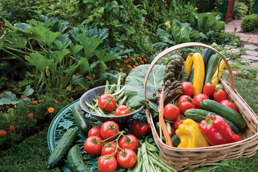 You should also consider how much time you want to spend planting and harvesting the vegetables