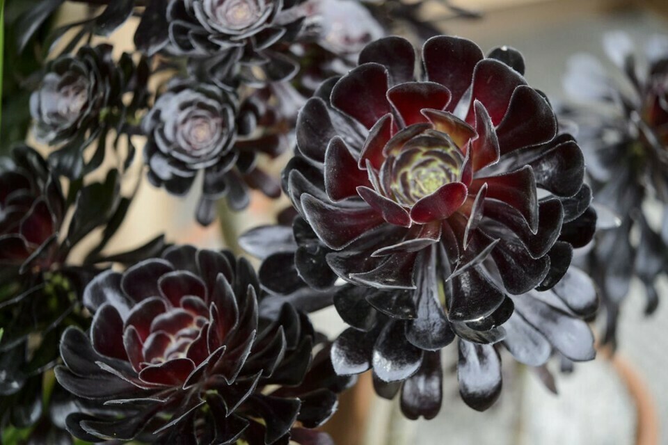 'Zwartkop' Succulent