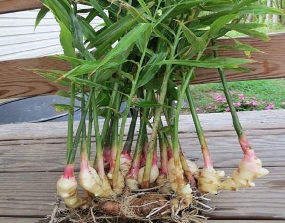 How to grow ginger from root 