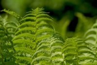 3 Ways How to Make Homemade Fertilizer That Will Boost Your Ferns’ Growth Rate