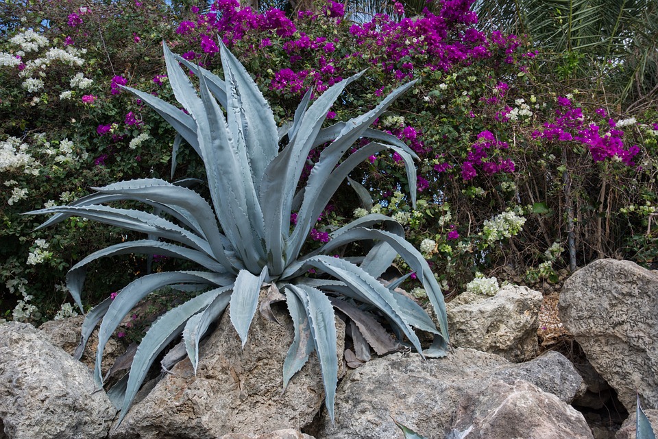 Agave Plants Flowering is the most delicious drink plant