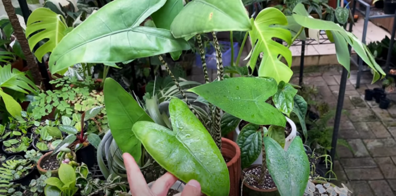 The most effective solution to Alocasia zebrina drooping