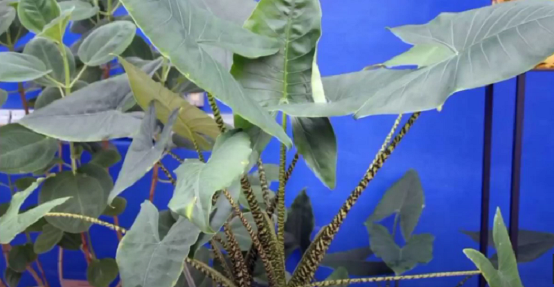 The most effective solution to Alocasia zebrina drooping