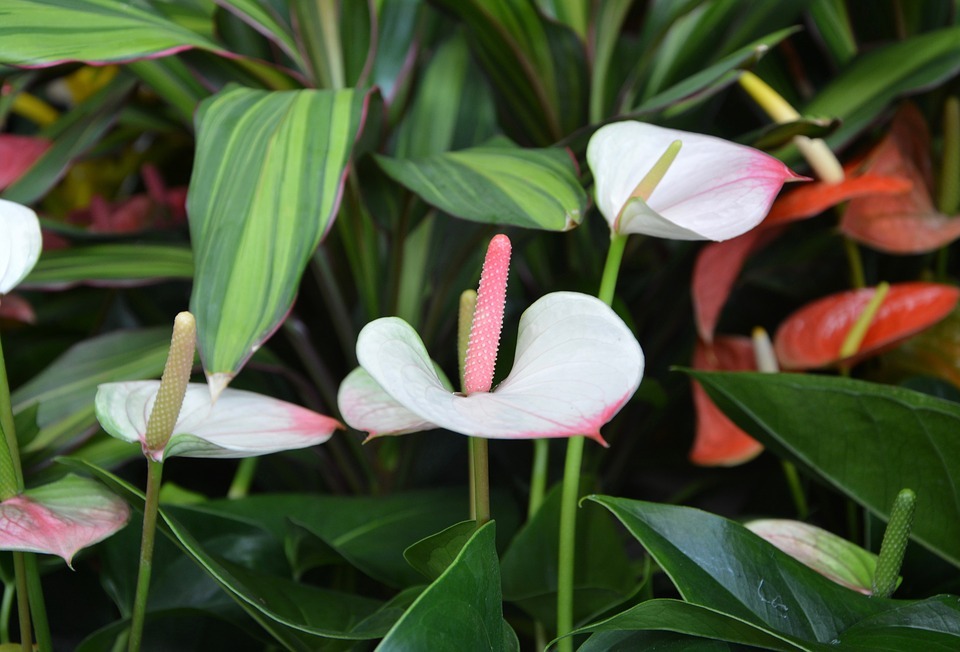 How to Solve Anthurium Leaf Problems?