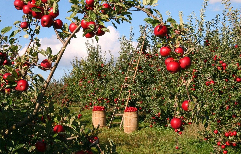 The 6 Most Profitable Fruit Trees to Grow