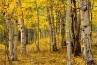 Aspen VS Poplar - Similarities, Differences and More