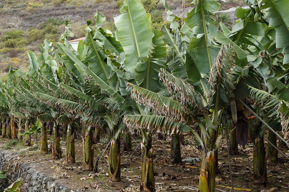 Banana Tree fertilization recommendation