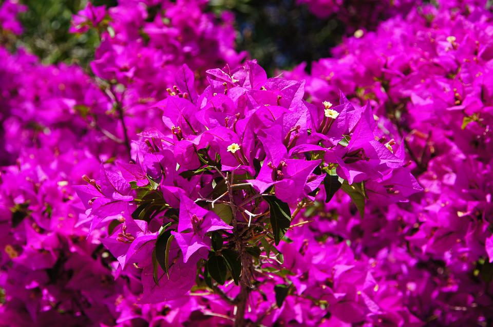 Propagation of Bougainvillea From Cuttings