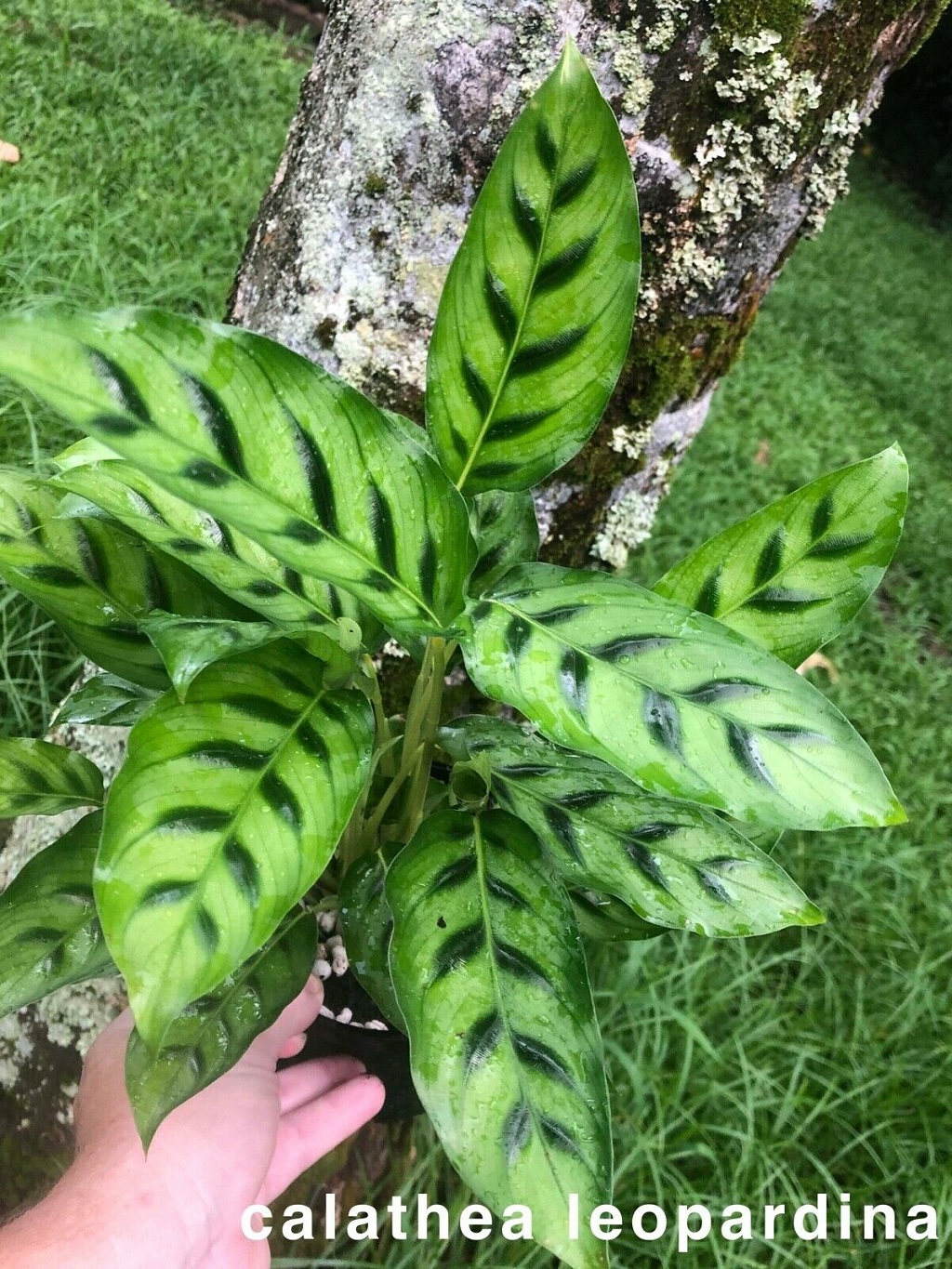 Calathea leopardina care 