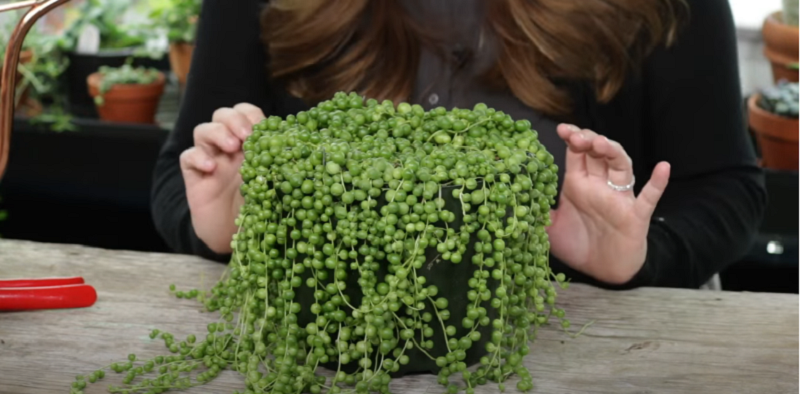 How to grow and propagate a String of Pearls