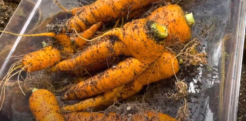 Grow Hydroponic Carrots from Seed in Your Backyard 