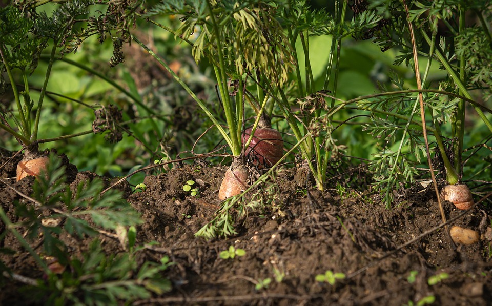 What should to Know Before You Harvest Carrots in Containers