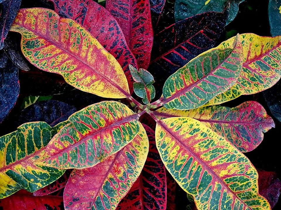  How to Croton plant propagation 