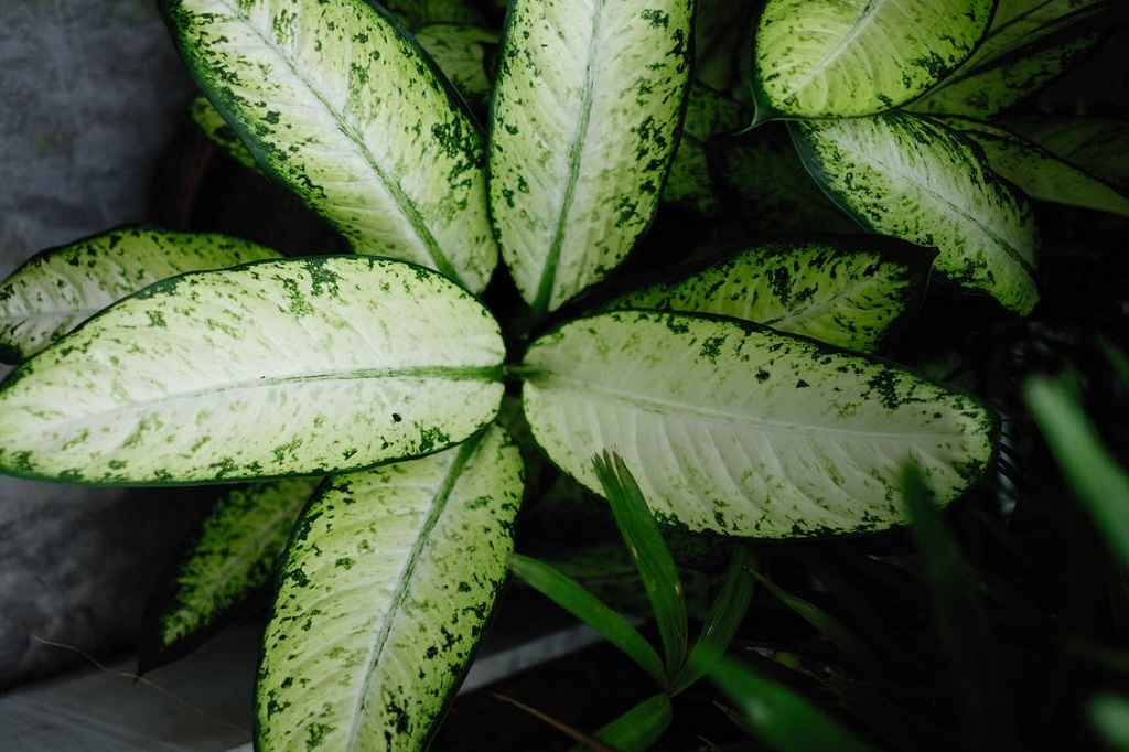 Dieffenbachia Problems and How to Fix Them