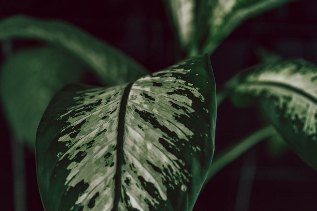 Dieffenbachia Problems and How to Fix Them