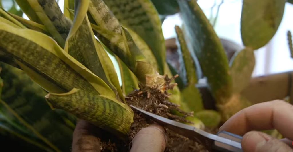 How to prune snakeplant,Trimming snake plant  