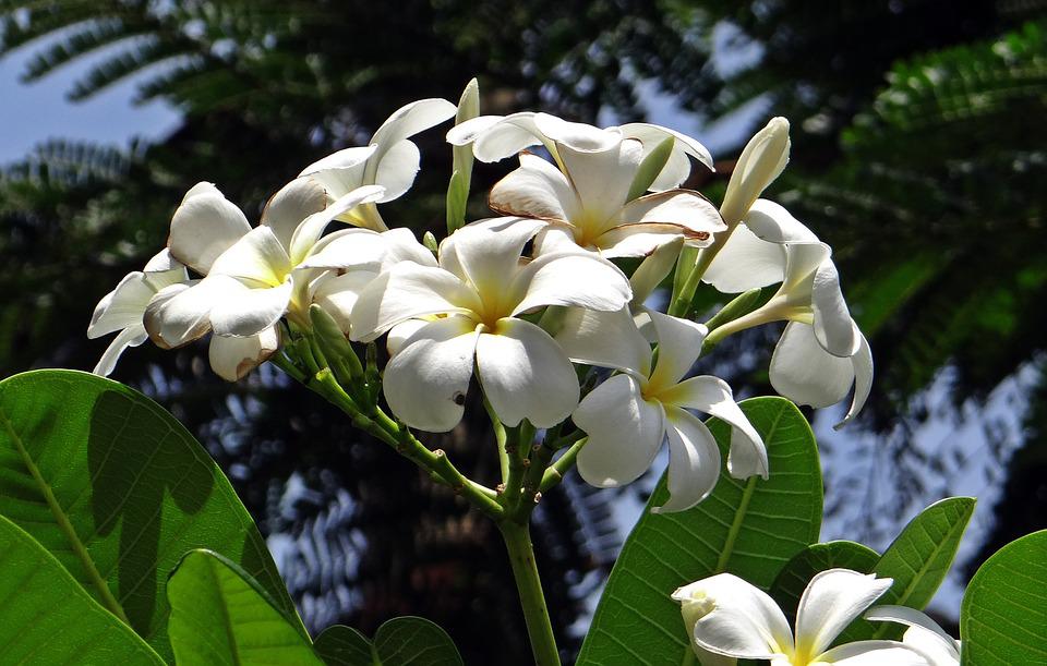  How To Grow Frangipani Tree From Cutting