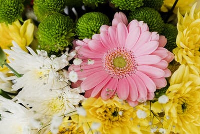 Gerbera daisy wilting, Howto Stop a Gerbera Daisy Wilting, Learn how to save your gerberas from dying. 