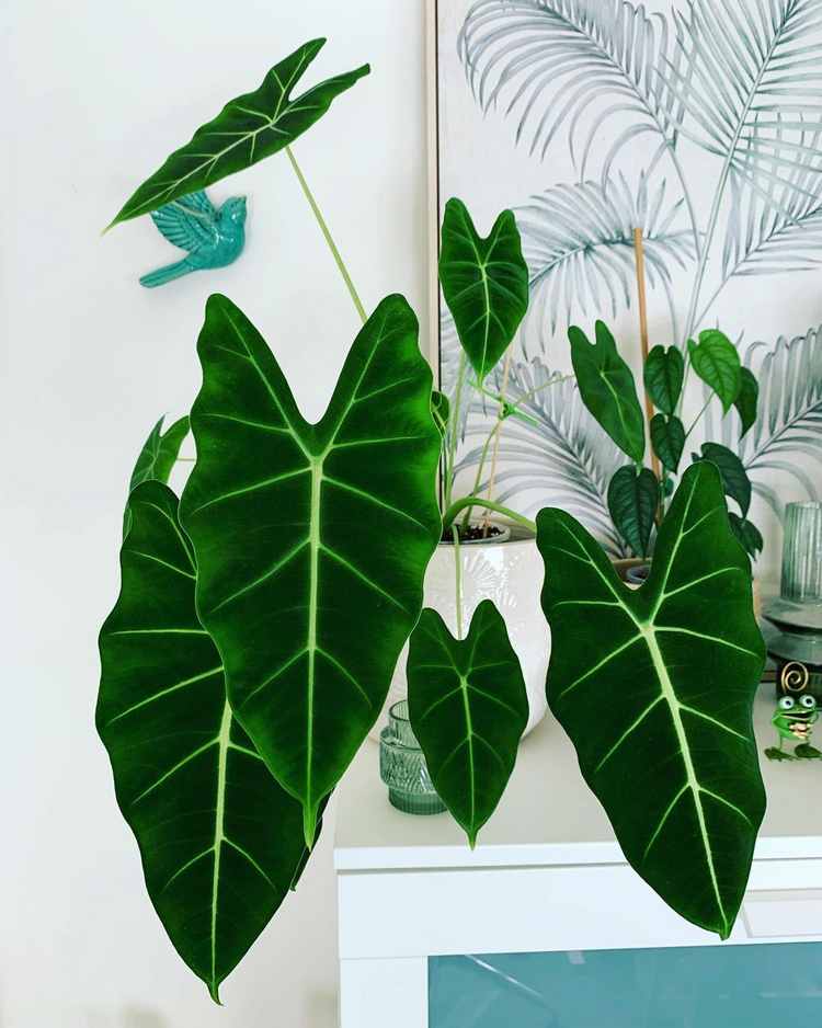 Green Velvet Alocasia Has Unique Characteristics