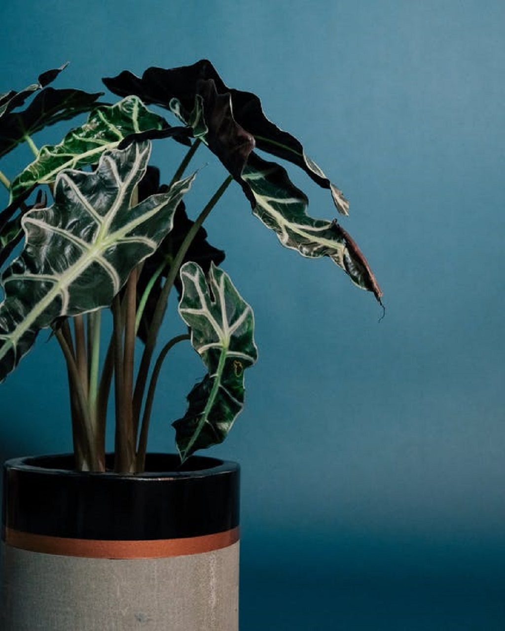 How to grow The Stunning Alocasia green velvet in pots