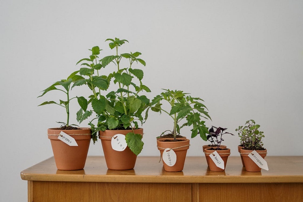 Growing Herbs Indoors Without Sunlight