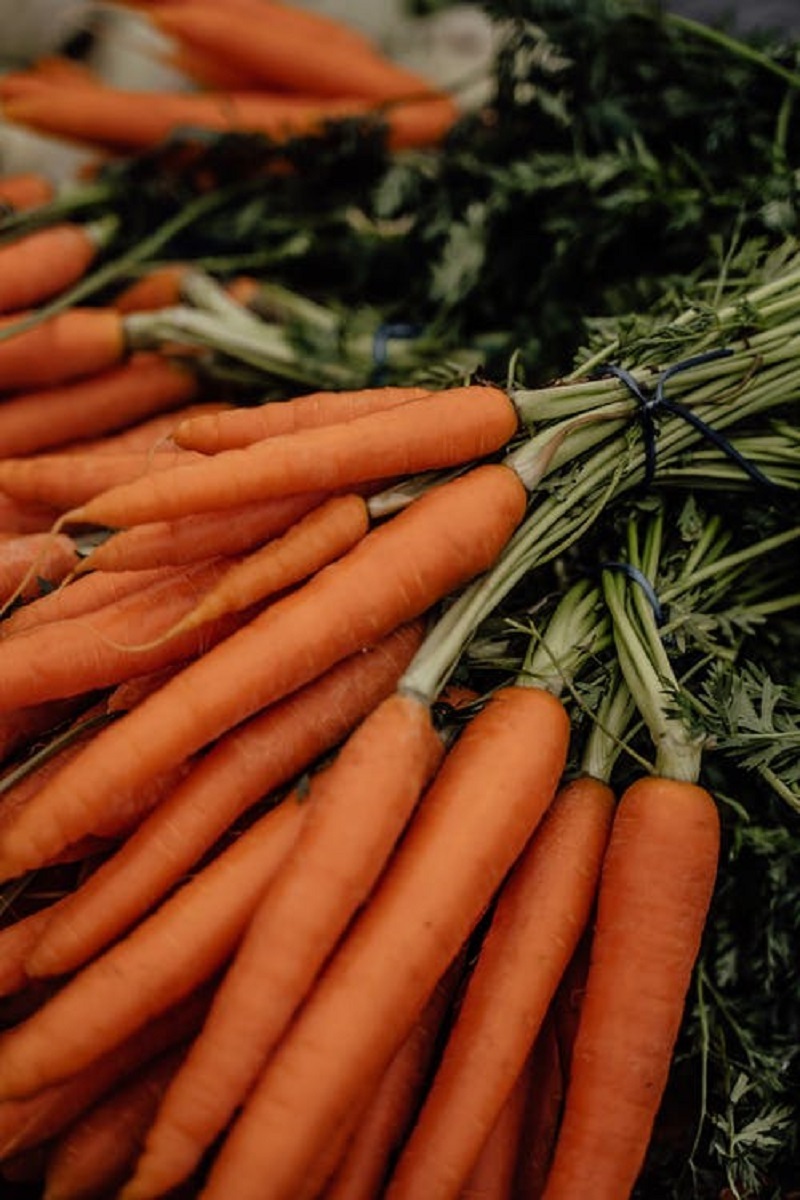 Grow Hydroponic Carrots from Seed in Your Backyard 