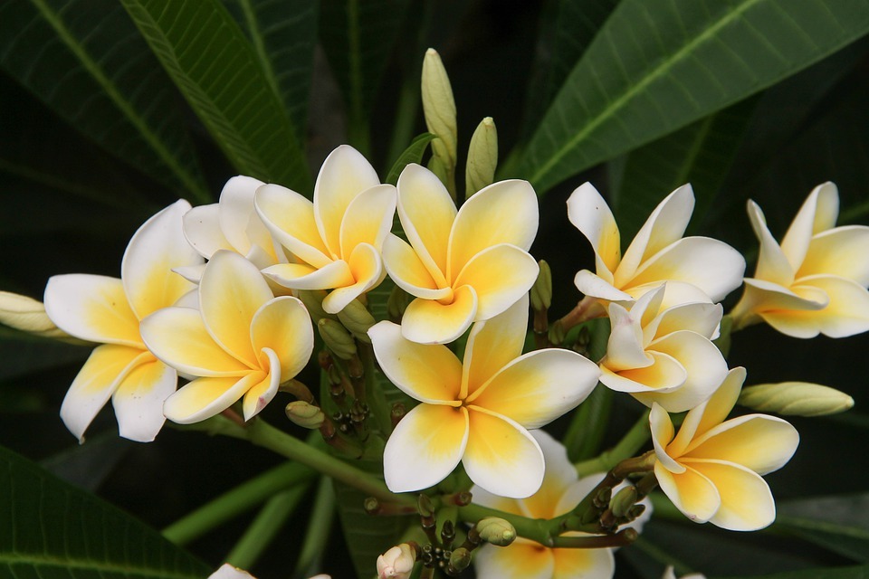  How To Grow Frangipani Tree From Cutting