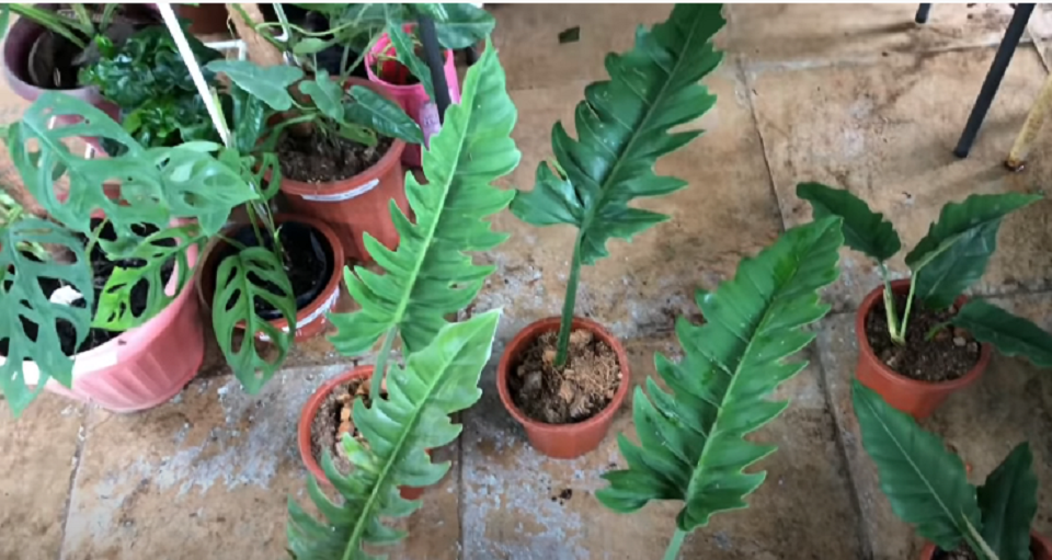 How to Grow a Tiger Tooth Philodendron