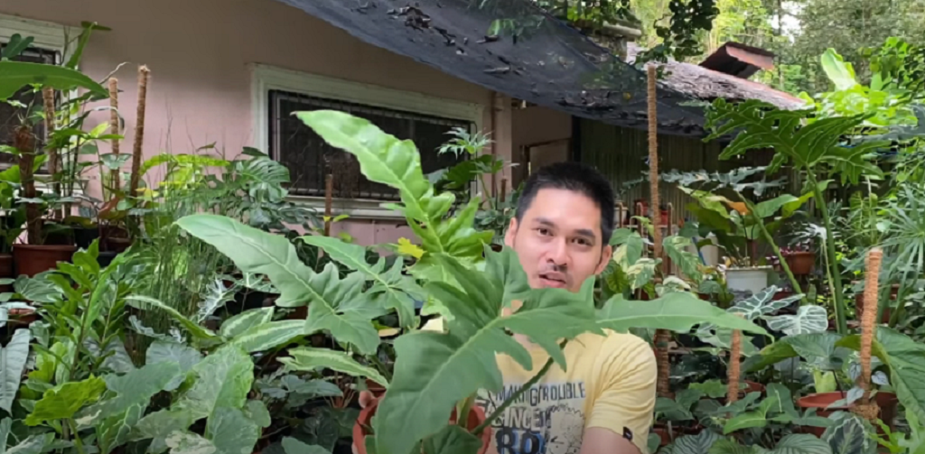 How to Grow a Tiger Tooth Philodendron