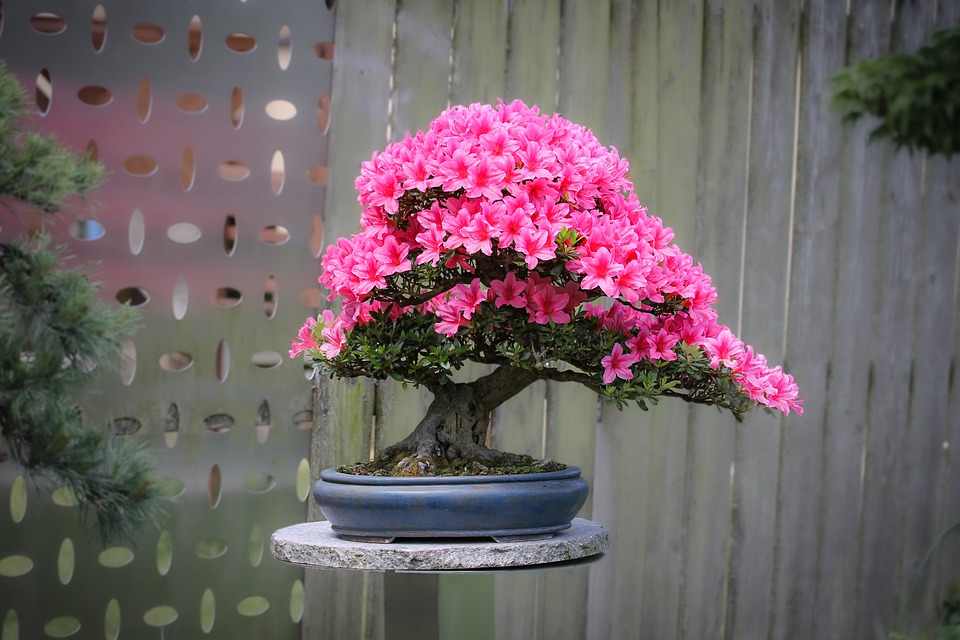 How To Grow Azalea From Cuttings in water