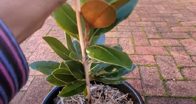 How To Grow Magnolias In Containers Step by Step Tutorial