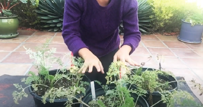 What should to Know Before You Harvest Carrots in Containers