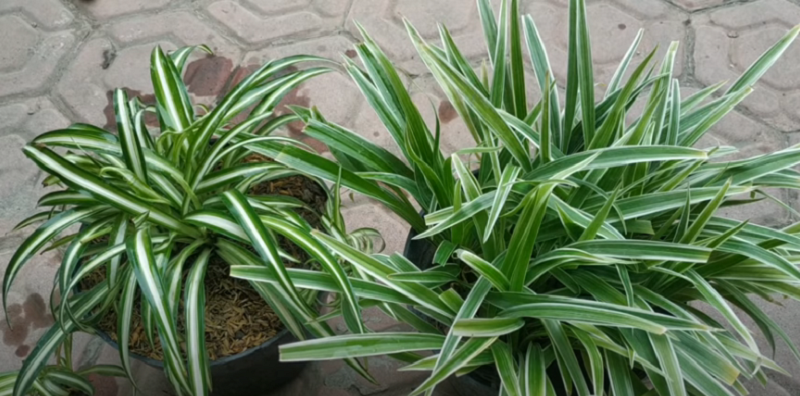 Hawaiian Spider Plant – An Amazing Indoor Garden 