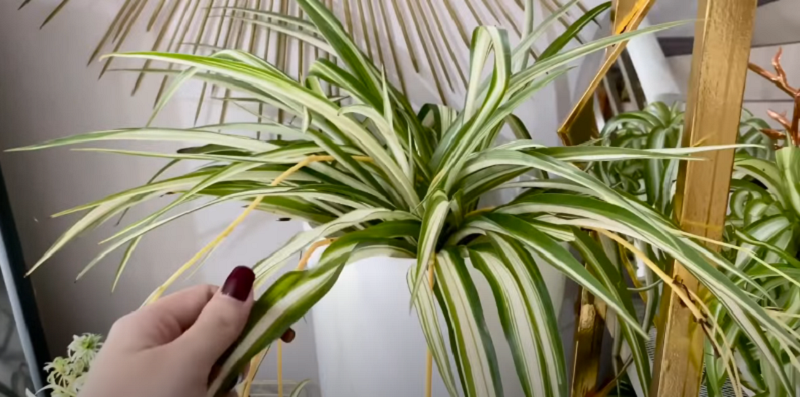 Hawaiian Spider Plant – An Amazing Indoor Garden 