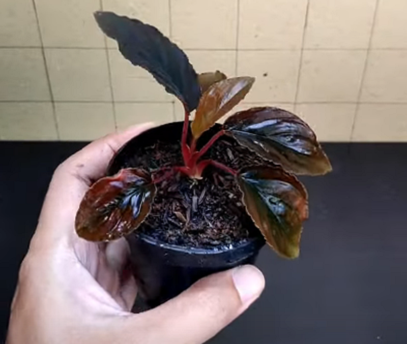 How to grow Homalomena red velvet 