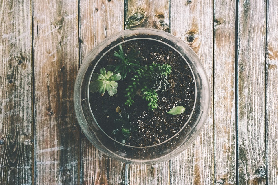 How I Keep Succulents Fresh in glass bowl