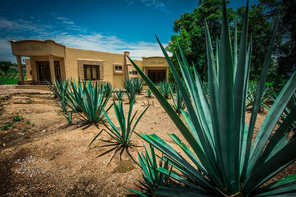 Agave Plants Flowering is the most delicious drink plant