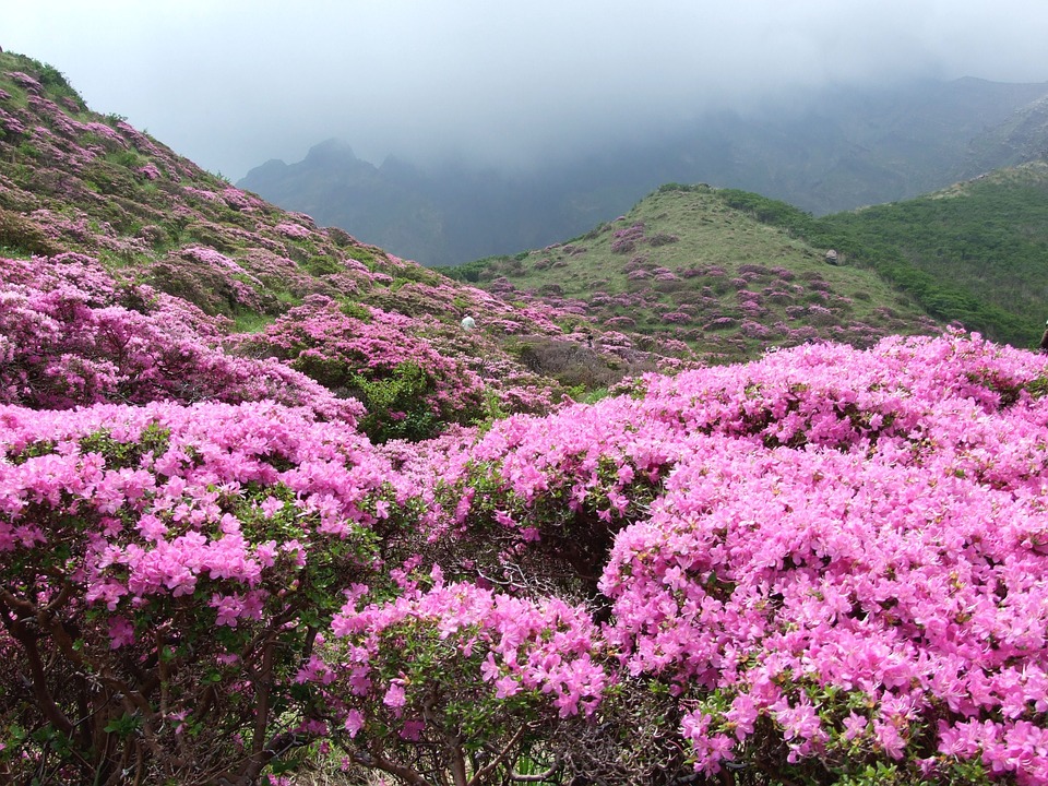 How To Grow Azalea From Cuttings in water