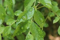 How To Grow Curry Leaves Faster