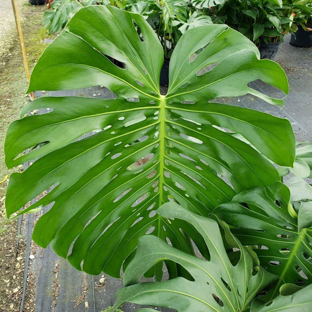 Monstera bigger leaves 