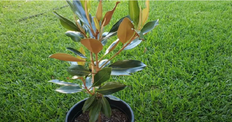 How To Grow Magnolias In Containers Step by Step Tutorial