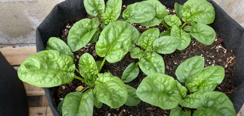 How To Grow Spinach in a Pot