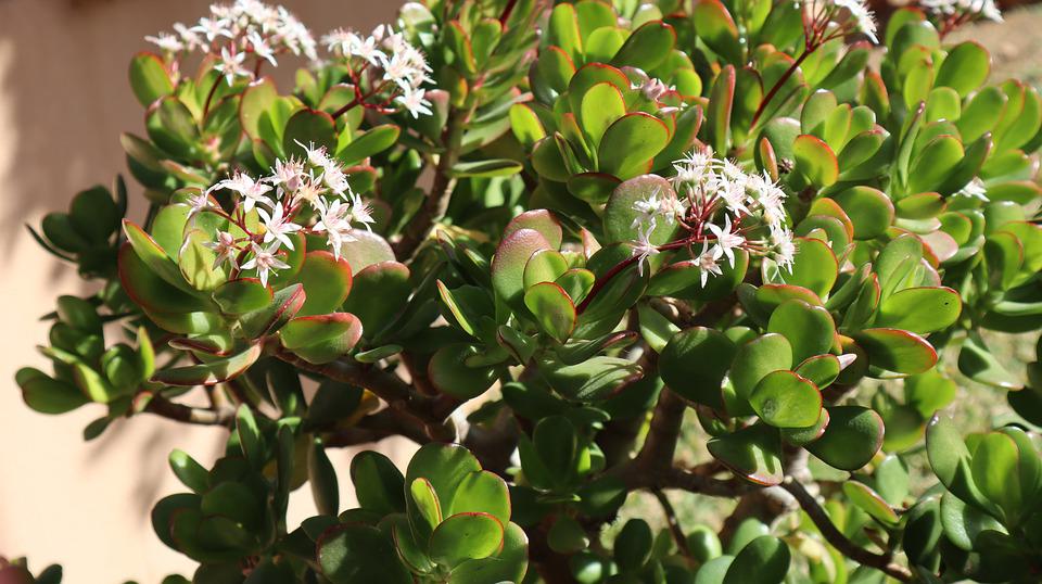 How To Keep Jade Plant From Getting Leggy