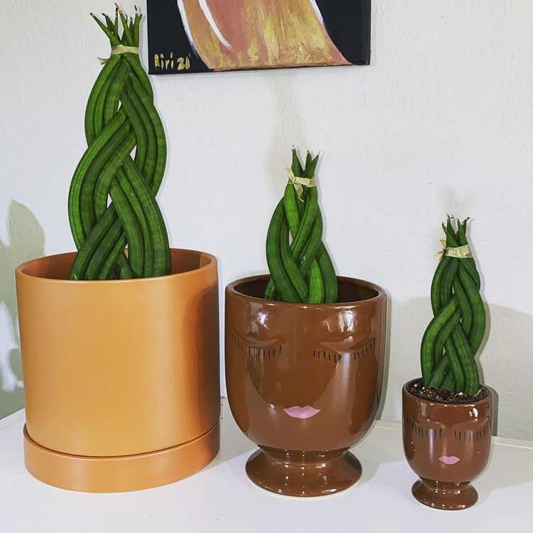 How do you take care of a braided snake plant