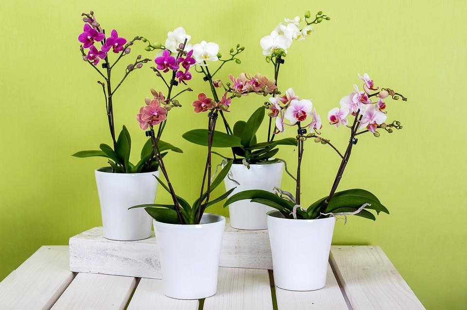 How long can orchids go without water